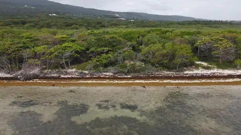 Sargazo — PLAYA SALADILLA (Sur)